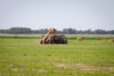 An agricultural tractor loader loads bales of hay into a tractor trailer on the field clipart