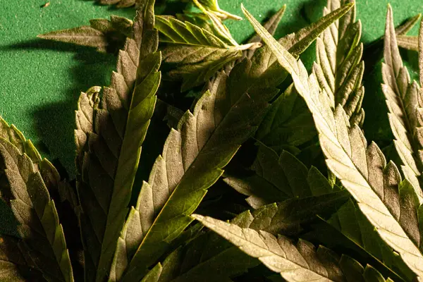 暗い背景にテクスチャーマリファナの葉クローズアップ 大麻薬物葉からの背景 — ストック写真