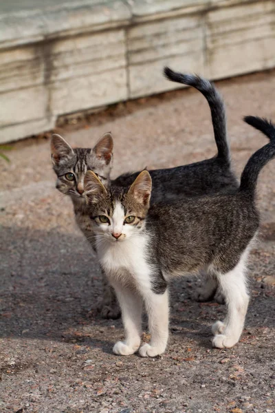 Zwei Kätzchen Zwei Fröhliche Freunde Streunende Straßenkatzen Die Auf Den — Stockfoto