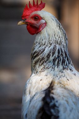 Evdeki tavuk çiftliğinde kırmızı taraklı bir horozun yakın plan fotoğrafı Gallus gallus domesticus tavukları arasında.
