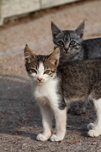 Un par de gatitos sentados en botas — Foto de Stock
