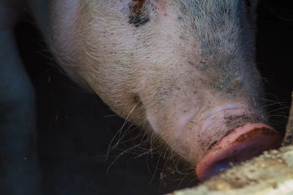 Um grande porcos cabeça close-up em uma fazenda de suínos — Fotografia de Stock