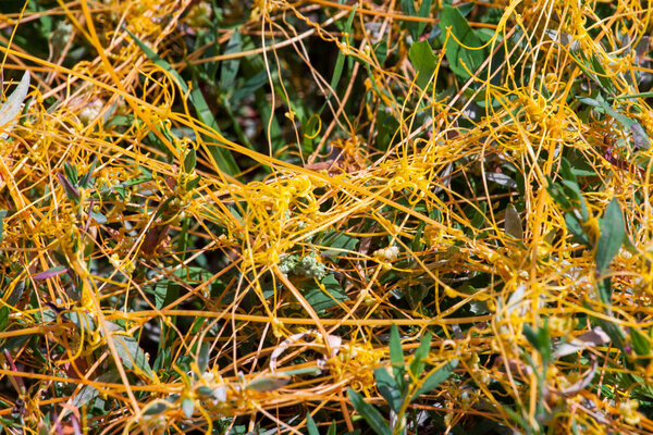 Dodder Genus Cuscuta is The parasite wraps
