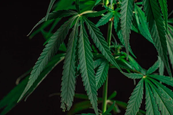 Kenevir ve marihuana yeşil kenevir yaprağının tematik fotoğrafları. arkaplan resmi. Açık yeşil marihuana yaprakları, belirgin bir desen ve doku ile yakın plan..
