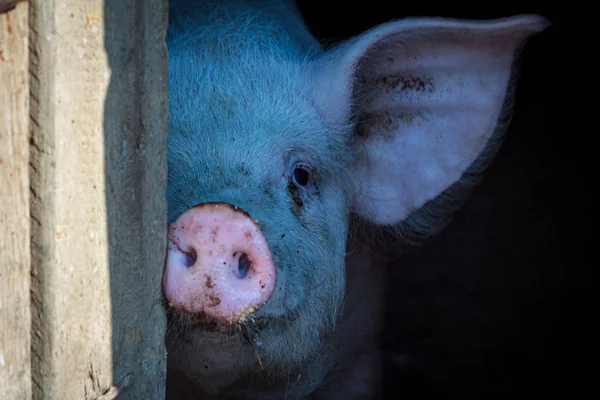 Een Biggetje Met Een Roze Neus Een Biggetje Gluurt Uit — Stockfoto