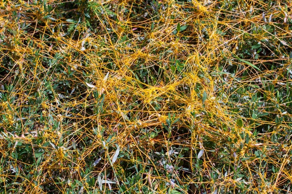 Dodder Genus Cuscuta Parasite Wraps Stems Plant Cultures Yellow Threads — Stock Photo, Image