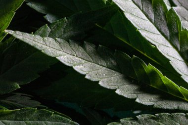 Koyu renkli bir arka plan üzerinde dokulu marihuana yaprağı yakın çekim. Esrar uyuşturucu yapraklarından arka plan.