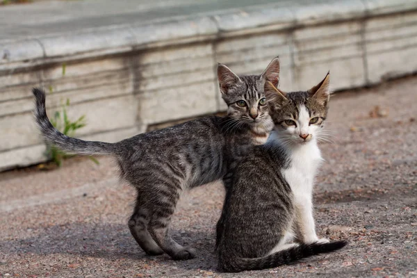 Two Kittens Two Cheerful Friends Stray Street Cats Living City — Stock Photo, Image
