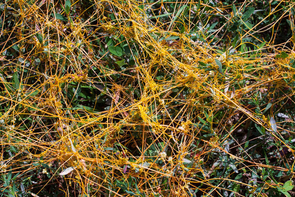 Dodder Genus Cuscuta is The parasite wraps the stems of plant cultures with yellow threads and sucks out the vital juice and nutrients