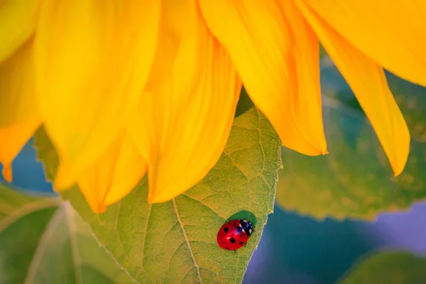 Makro Des Marienkäfers Auf Einem Sonnenblumenblatt Der Morgensonne Marienkäfer Käfer — Stockfoto