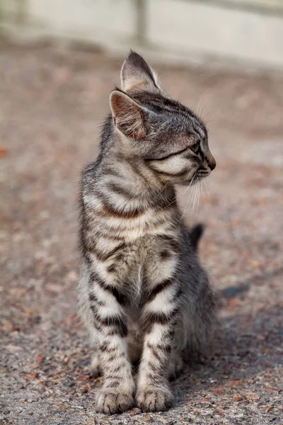 tumor on the head of a sick stray kitten cones on the cheek cancer