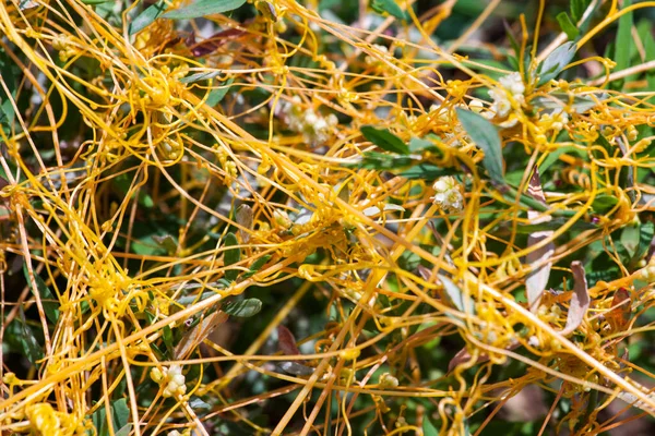 Dodder Gattung Cuscuta Ist Der Parasit Umhüllt Die Stängel Von — Stockfoto