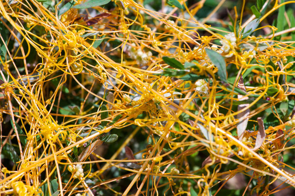Dodder Genus Cuscuta is The parasite wraps the stems of plant cultures with yellow threads and sucks out the vital juice and nutrients