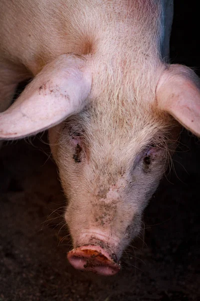 A cabeça de um porco grande close-up em uma fazenda de suínos — Fotografia de Stock