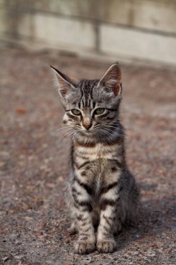 Asetaminofen zehirlenmesinden şişmiş yüzlü kedi yavrusu