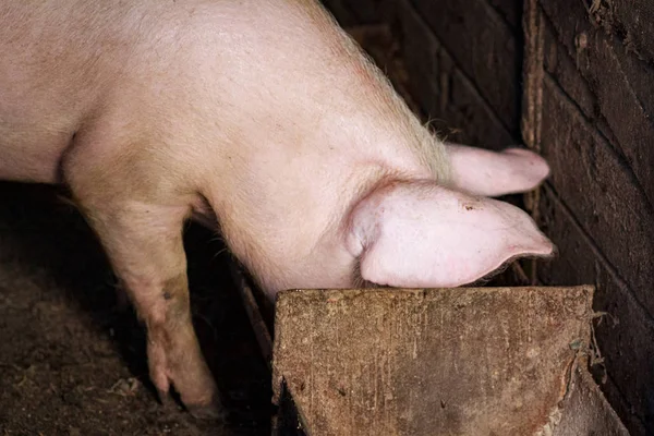 A large pig's head close-up on a pig farm