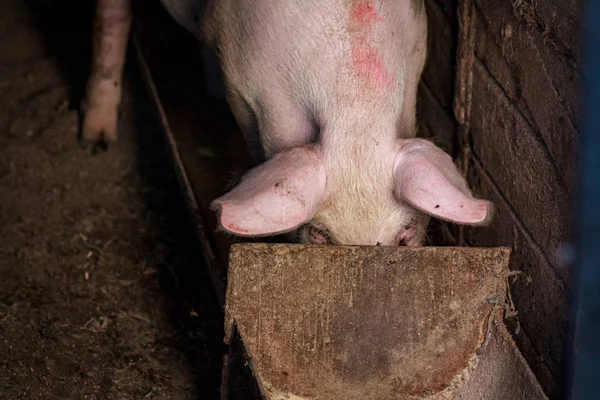 A cabeça de um porco grande close-up em uma fazenda de suínos — Fotografia de Stock