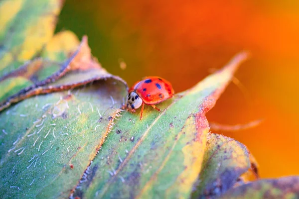 Macro de joaninha em uma lâmina de grama — Fotografia de Stock