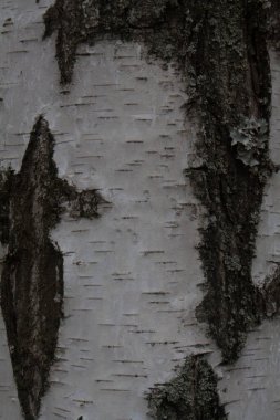 huş ağacı kabuğu