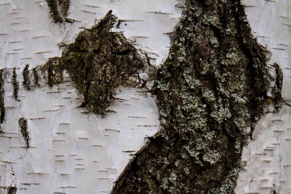 Casca de bétula — Fotografia de Stock