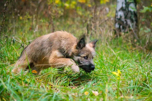 森の中の犬 — ストック写真