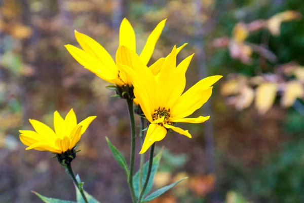 Sarı çiçek sonbaharı — Stok fotoğraf