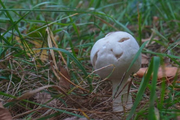 Waldpilz — Stockfoto