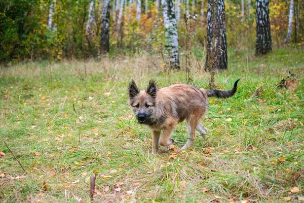 Hund im Wald — Stockfoto