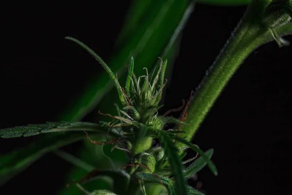 Tematyczne zdjęcia konopi i marihuany Zielony liść — Zdjęcie stockowe