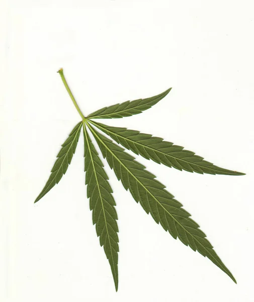 Медицинская марихуана листья — стоковое фото