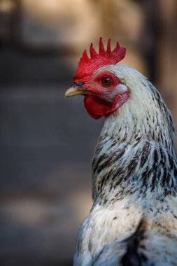 Çiftlikteki tavuk kümesinde bir horozun yakın çekimi.