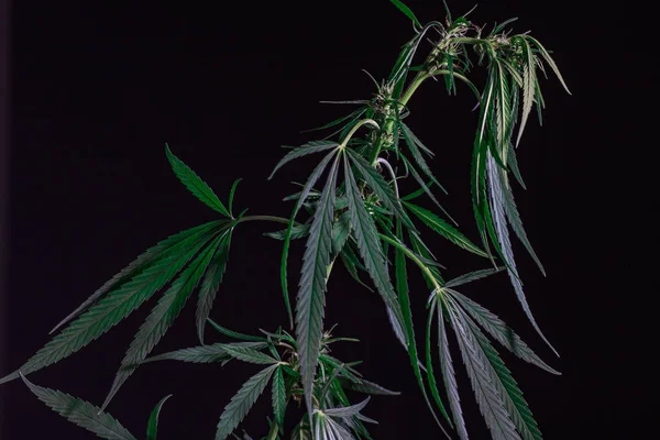 Тематичні фотографії конопель і марихуани Зелений лист — стокове фото