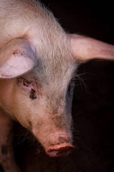 A large pig\'s head close-up on a pig farm