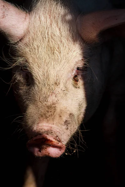 Ein großer Schweinekopf in Großaufnahme auf einem Schweinemastbetrieb — Stockfoto