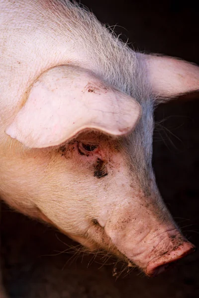 A large pig\'s head close-up on a pig farm
