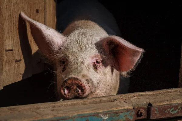 A cabeça de um porco grande close-up em uma fazenda de suínos — Fotografia de Stock
