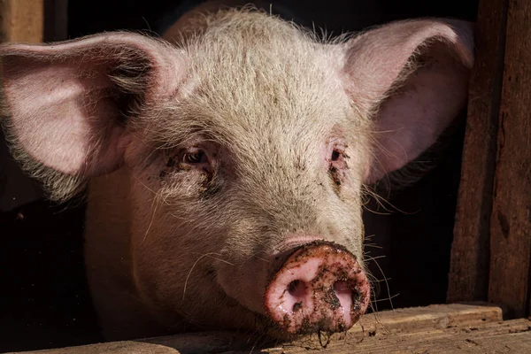 A cabeça de um porco grande close-up em uma fazenda de suínos — Fotografia de Stock