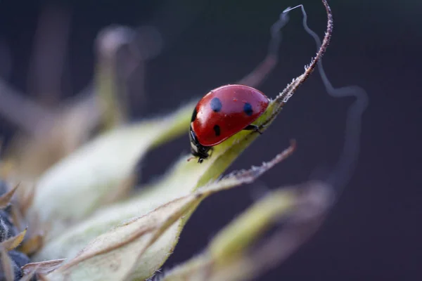 Coccinelle sur tournesol — Photo