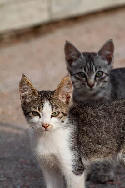 Couple of little kittens sitting in boots — Stock Photo, Image