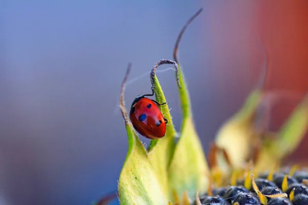 Makro des Marienkäfers auf einem Grashalm — Stockfoto