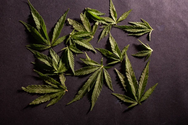 Samenstelling van verse marihuana plant en bladeren — Stockfoto