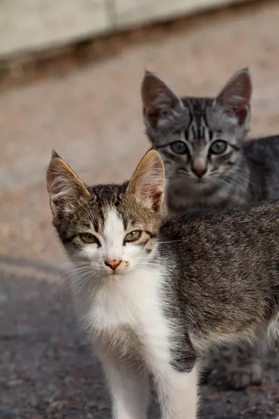 Et par små kattunger sittende i støvler – stockfoto