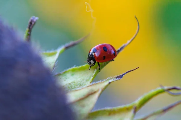 Coccinelle sur tournesol — Photo