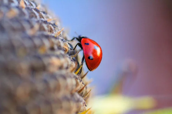 Macro de joaninha em uma lâmina de grama — Fotografia de Stock