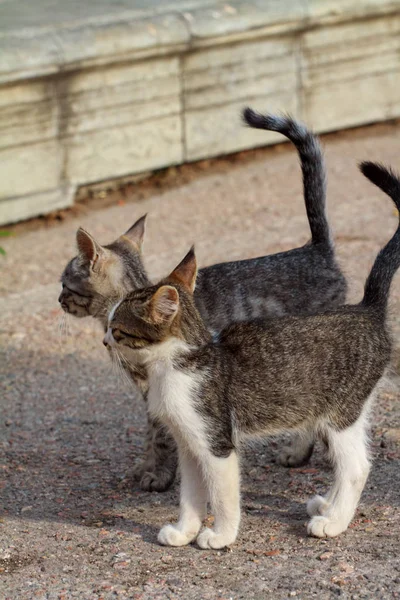 Couple of little kittens sitting in boots — Stock Photo, Image