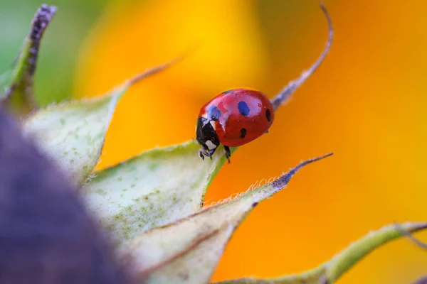 Marienkäfer auf Sonnenblume — Stockfoto