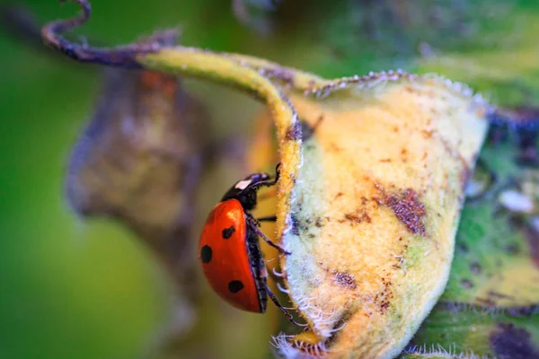 Macro of ladybug on a blade of grass — Stock Photo, Image