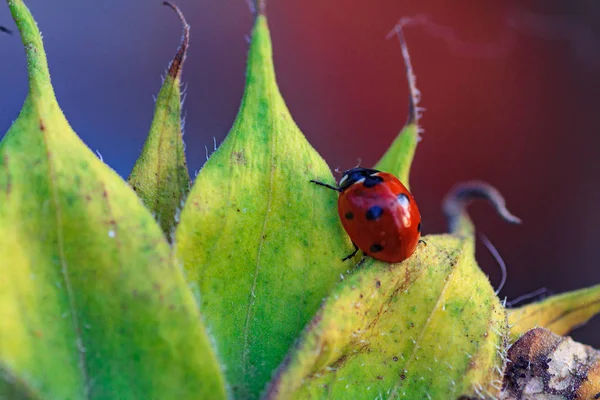 Macro de joaninha em uma lâmina de grama — Fotografia de Stock