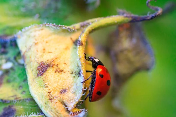 Macro de joaninha em uma lâmina de grama — Fotografia de Stock