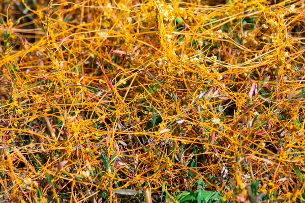 Dodder Genus Cuscuta is The parasite wraps